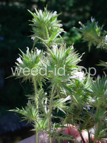 navarretia, needle-leaf